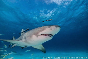 Tiger Beach has a gang of Lemon Sharks that always seem t... by Steven Anderson 